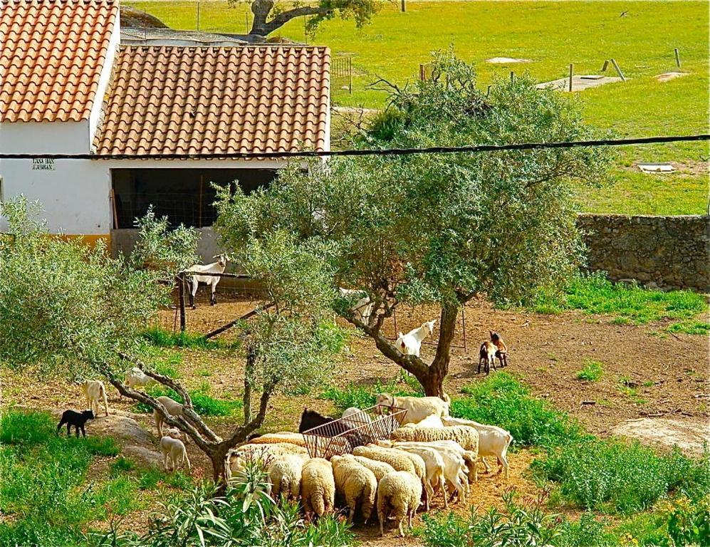 Апартаменти Quinta Da Bela Vista Povoa e Meadas Екстер'єр фото